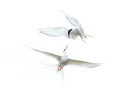 Arctic Tern / Rybitwa popielata