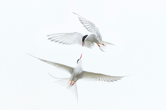 Arctic Tern / Rybitwa popielata
