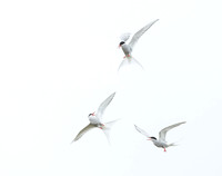 Arctic Tern / Rybitwa popielata