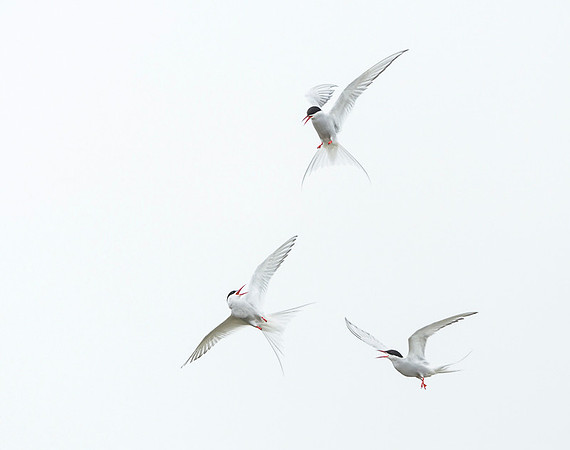 Arctic Tern / Rybitwa popielata