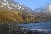 King Penguin