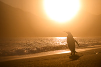 King Penguin