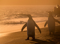 King Penguin