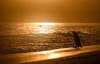 King Penguin