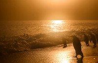King Penguin