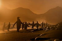King Penguin
