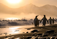 King Penguin