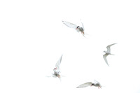 Arctic Tern / Rybitwa popielata