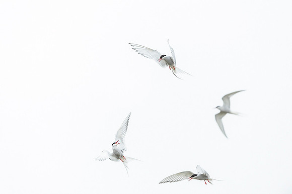 Arctic Tern / Rybitwa popielata