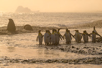 King Penguin