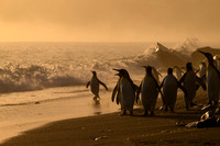 King Penguin