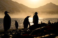King Penguin