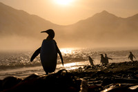 King Penguin