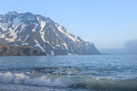 King Penguin
