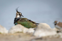 Northern Lapwing / Czajka