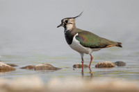 Northern Lapwing / Czajka
