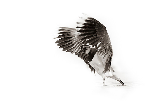 Northern Lapwing / Czajka