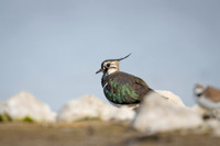 Northern Lapwing / Czajka