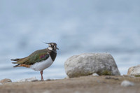 Northern Lapwing / Czajka