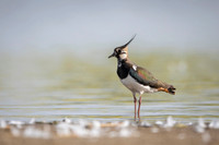 Northern Lapwing / Czajka