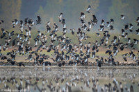 Northern Lapwing / Czajka