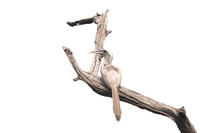 Indian Grey Hornbill