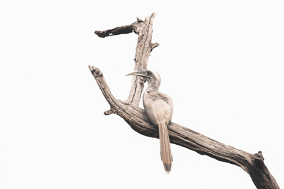 Indian Grey Hornbill