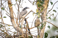 Indian Grey Hornbill