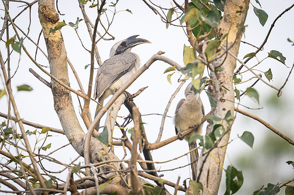 Indian Grey Hornbill
