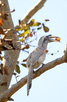 Indian Grey Hornbill