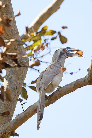 Indian Grey Hornbill