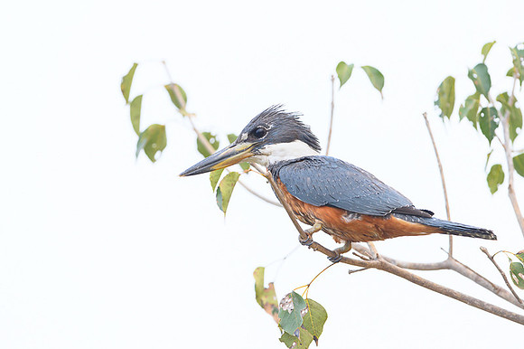 Ringed Kingfisher
