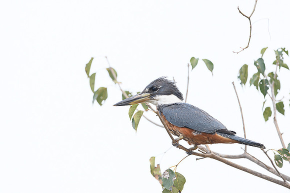 Ringed Kingfisher