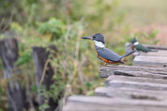 Ringed Kingfisher
