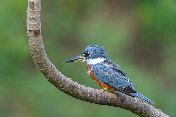 Ringed Kingfisher