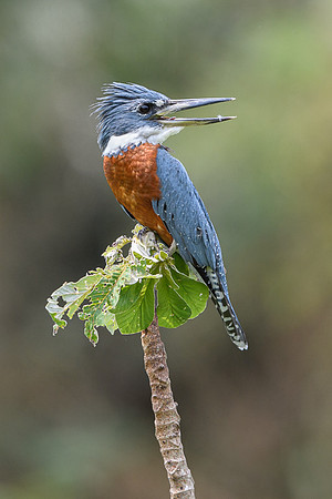 Ringed Kingfisher