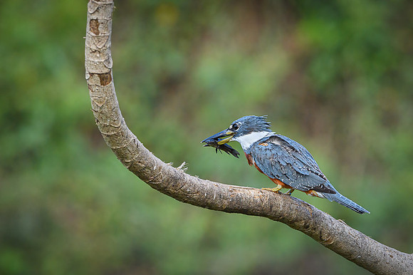 Ringed Kingfisher