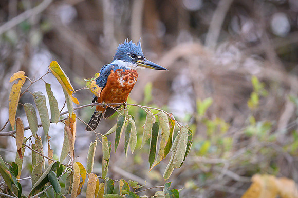 Ringed Kingfisher