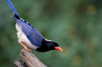 Red billed blue magpie