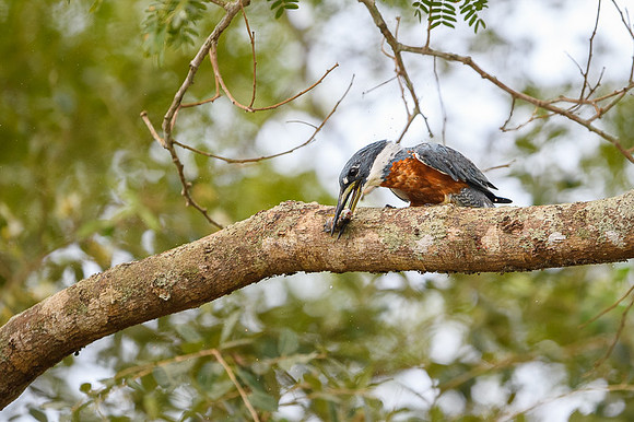 Ringed Kingfisher