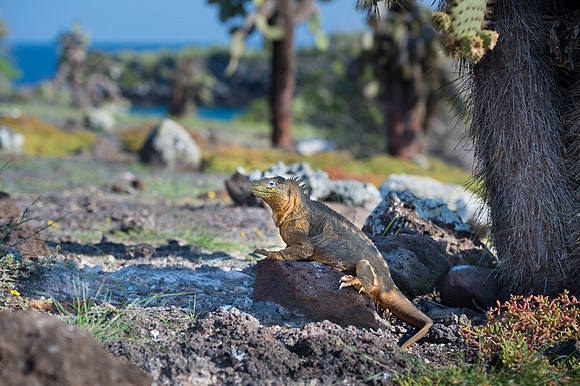 Land iguana