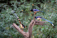 Red billed blue magpie