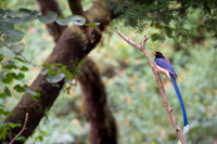 Red billed blue magpie