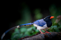 Red billed blue magpie
