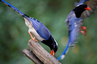 Red billed blue magpie