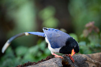 Red billed blue magpie