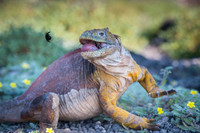 Land iguana