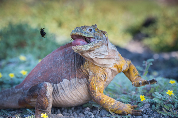 Land iguana