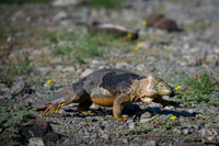 Land iguana