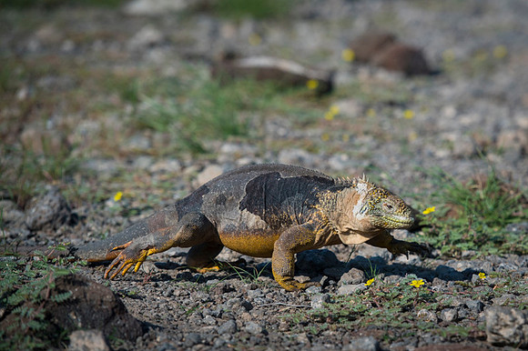 Land iguana